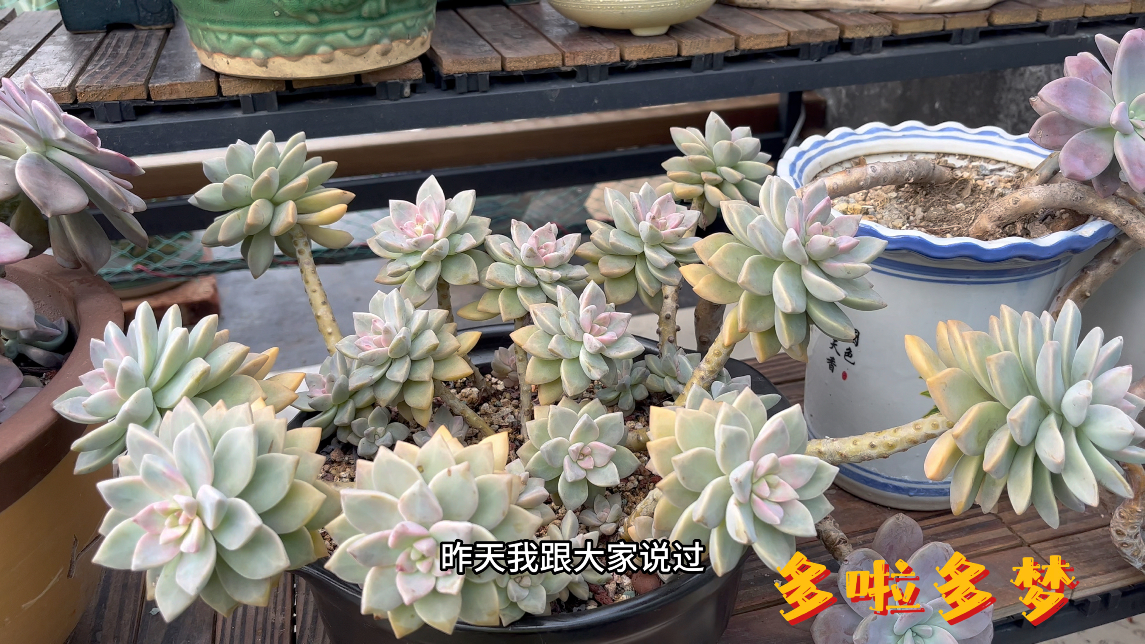 天晴后看肉肉,说说我的多肉小苗养得胖嘟嘟的方法!