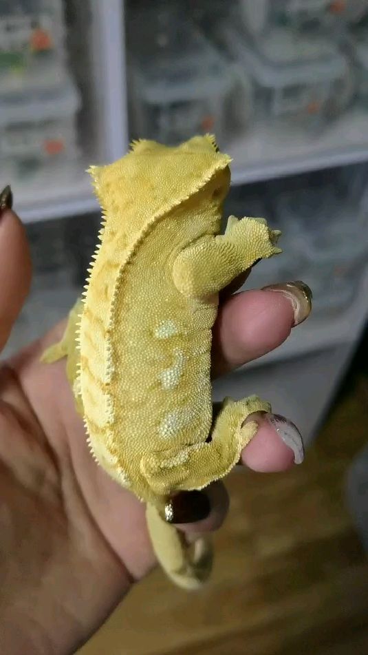 睫角守宫黄底奶油