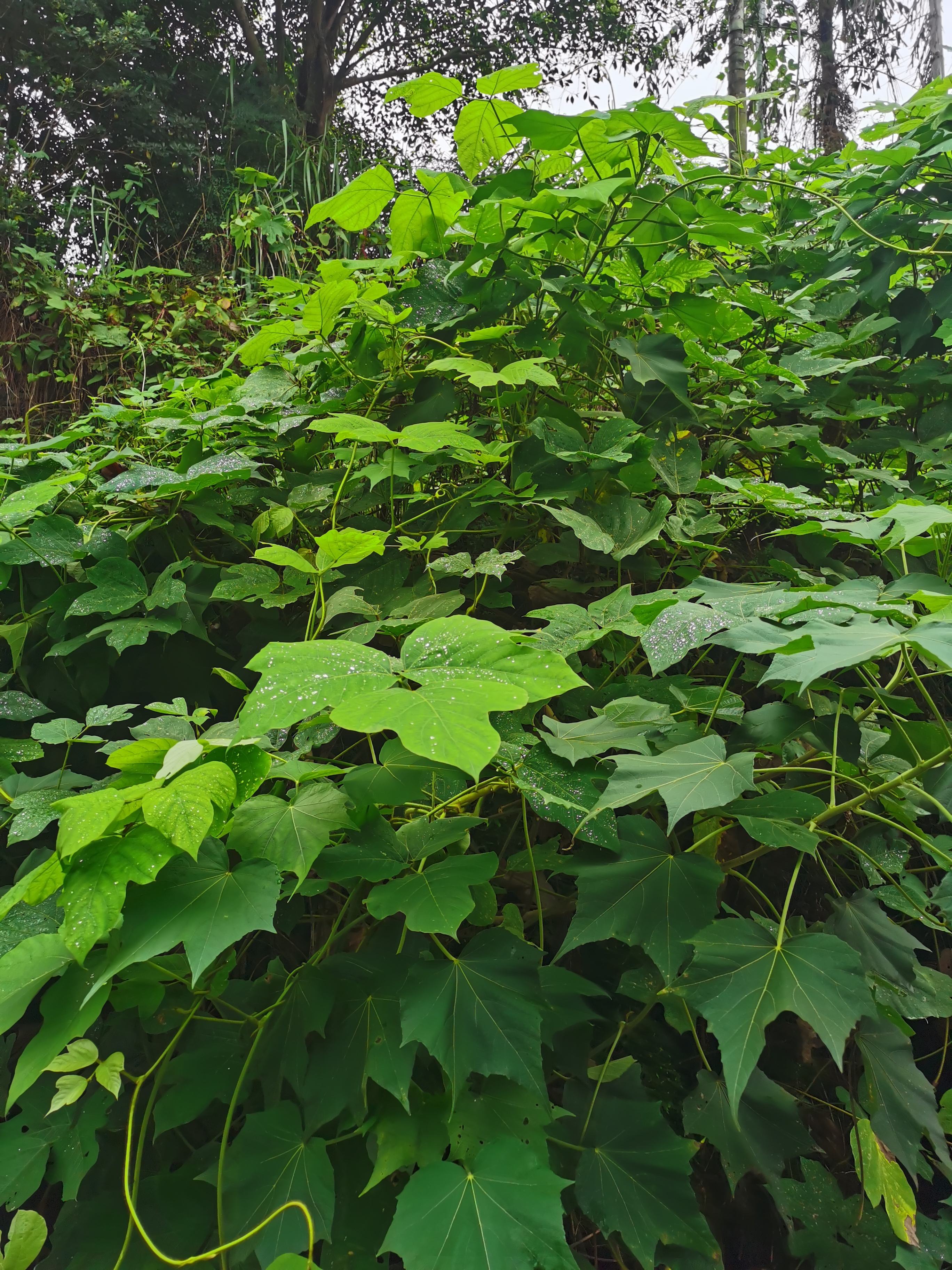 龙井湾水库绿葛藤丛中飞出白鹭花开不并百花丛独立疏篱趣未穷