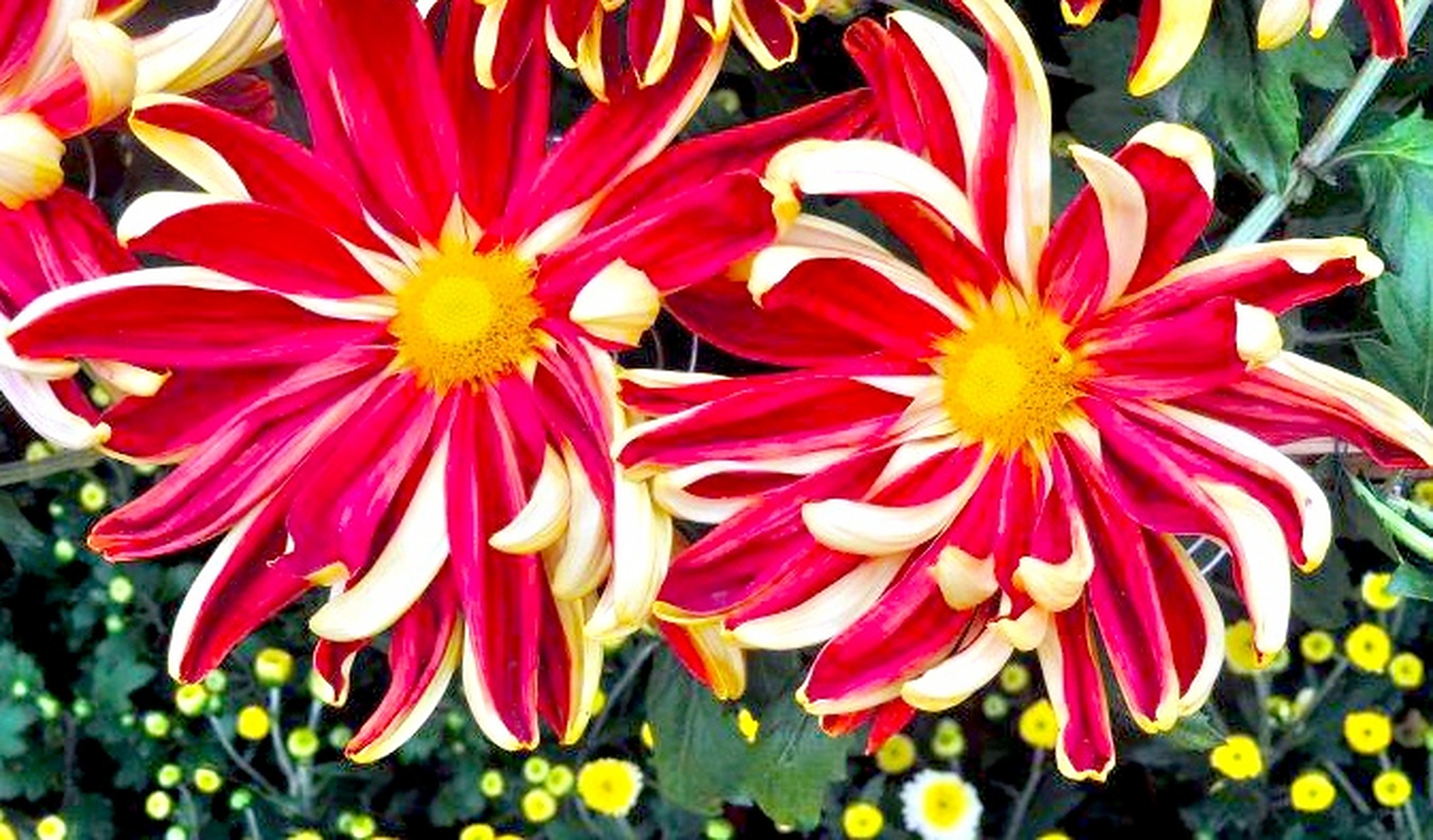 菊花——帅旗  帅旗是中国五大名菊之首,单瓣宽瓣型,"平瓣类"