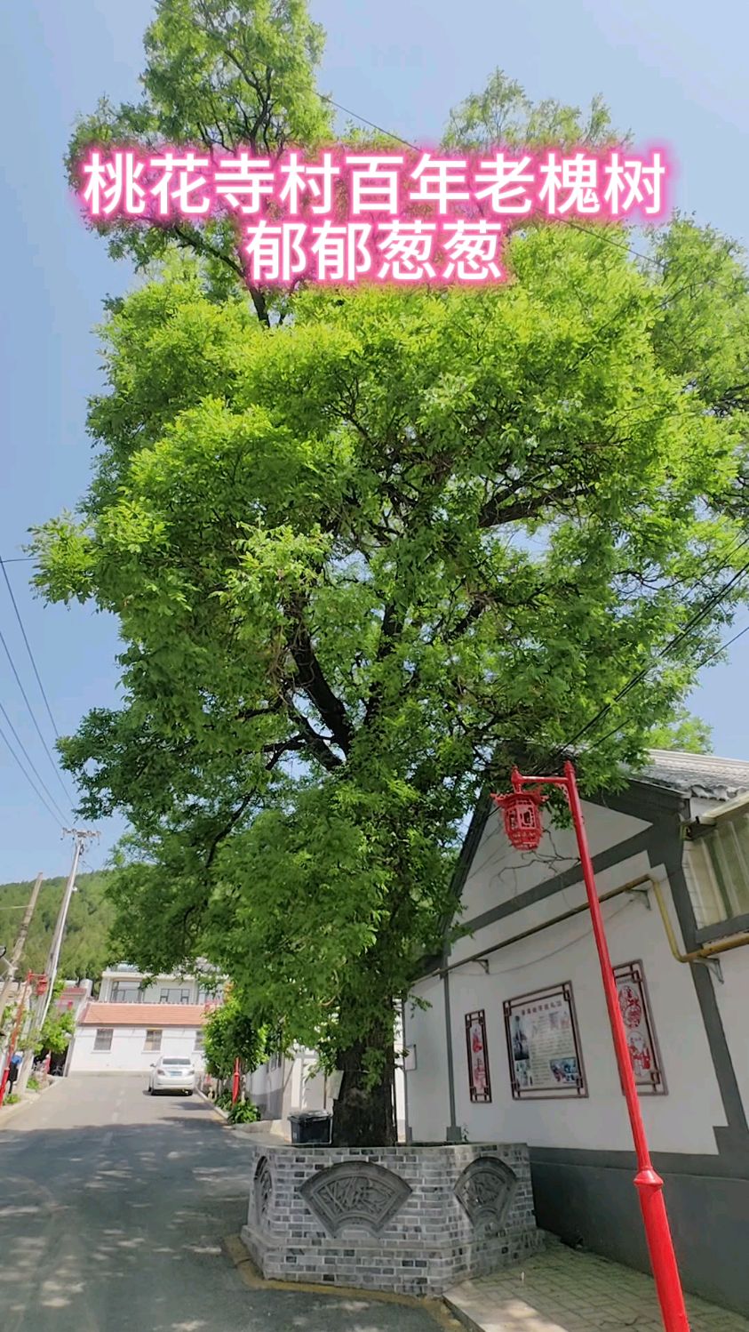 桃花寺村百年老槐树 郁郁葱葱-度小视