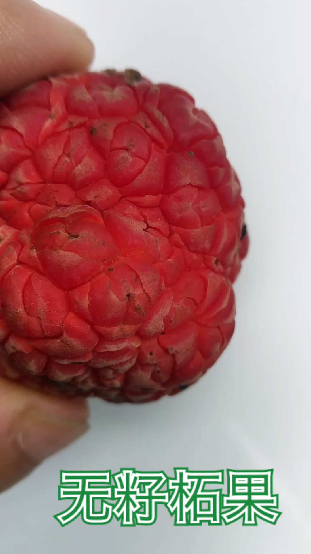 无籽水果柘树柘果新品种无籽柘果现场切开看看是真的吗你见过吗