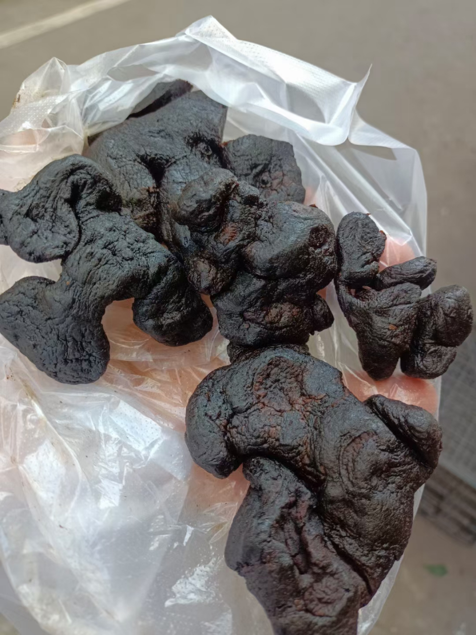 黄精:仙人余粮,中药材,俗称鸡头参,老虎姜.