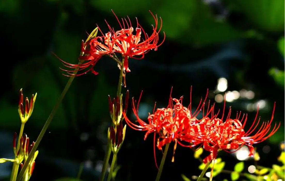 什么花的花语是毁灭(什么花的花语是毁灭的爱情)