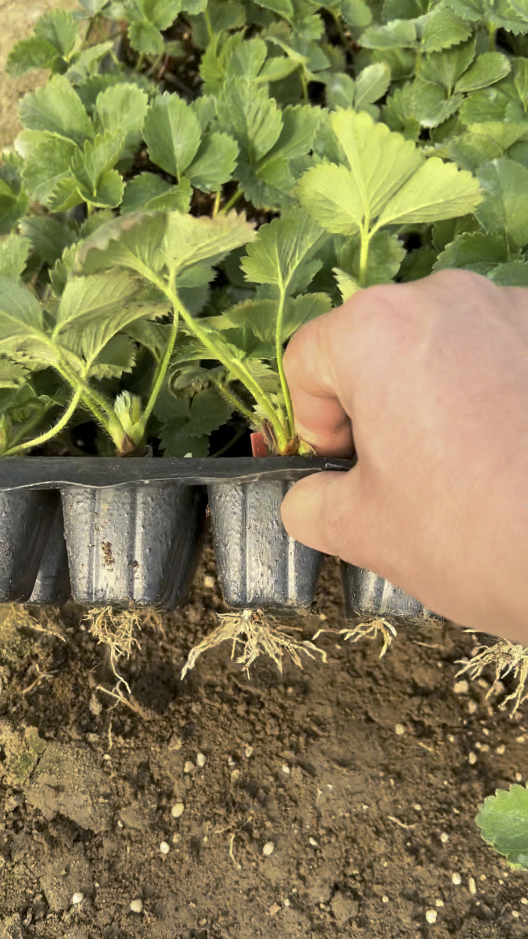 粉玉草莓苗,粉玉草莓苗种苗,粉玉草莓苗育苗基地-度小视