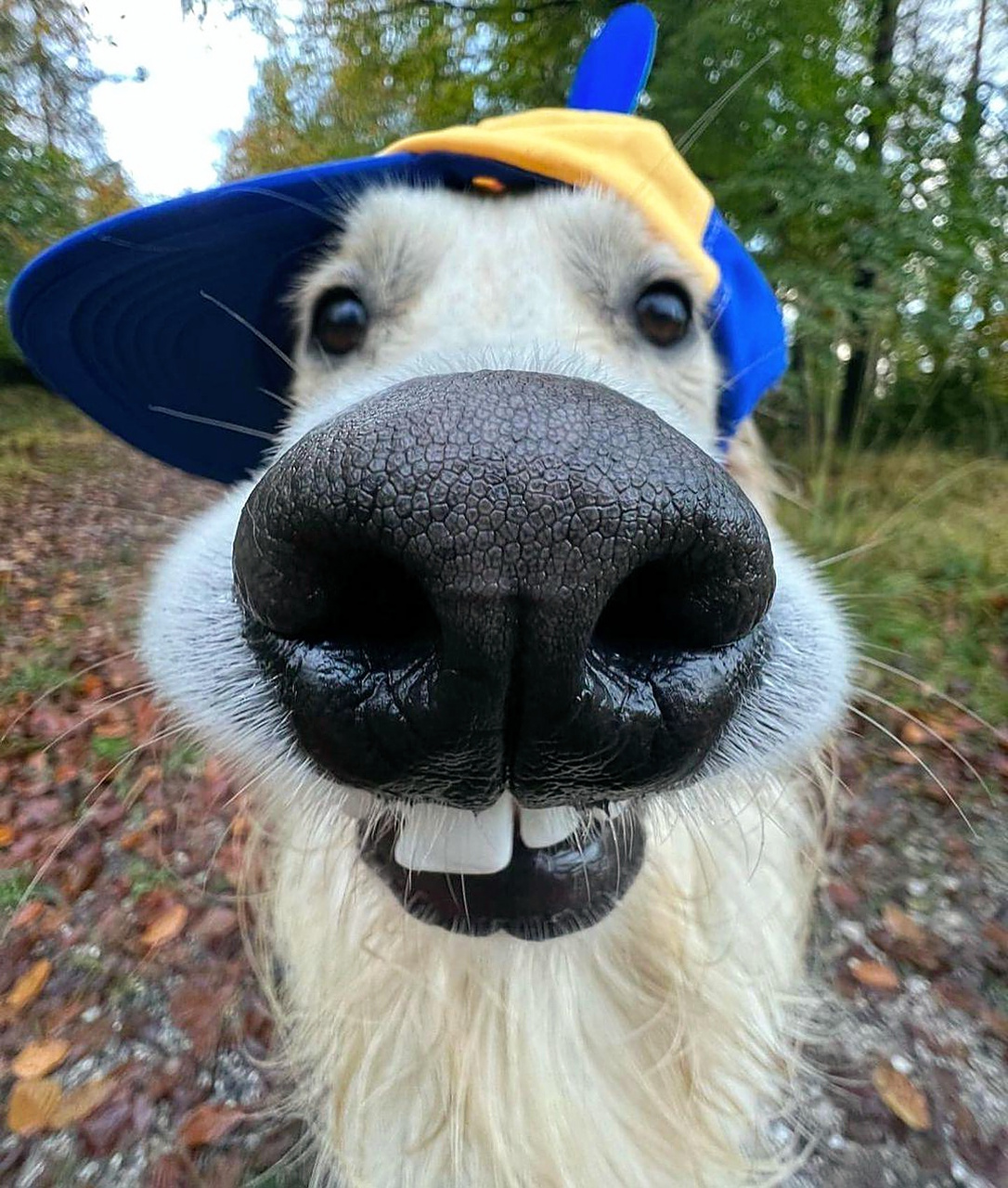 这大门牙,真是又白又大亮,带上帽子00,更有说服力.#趣图搞笑