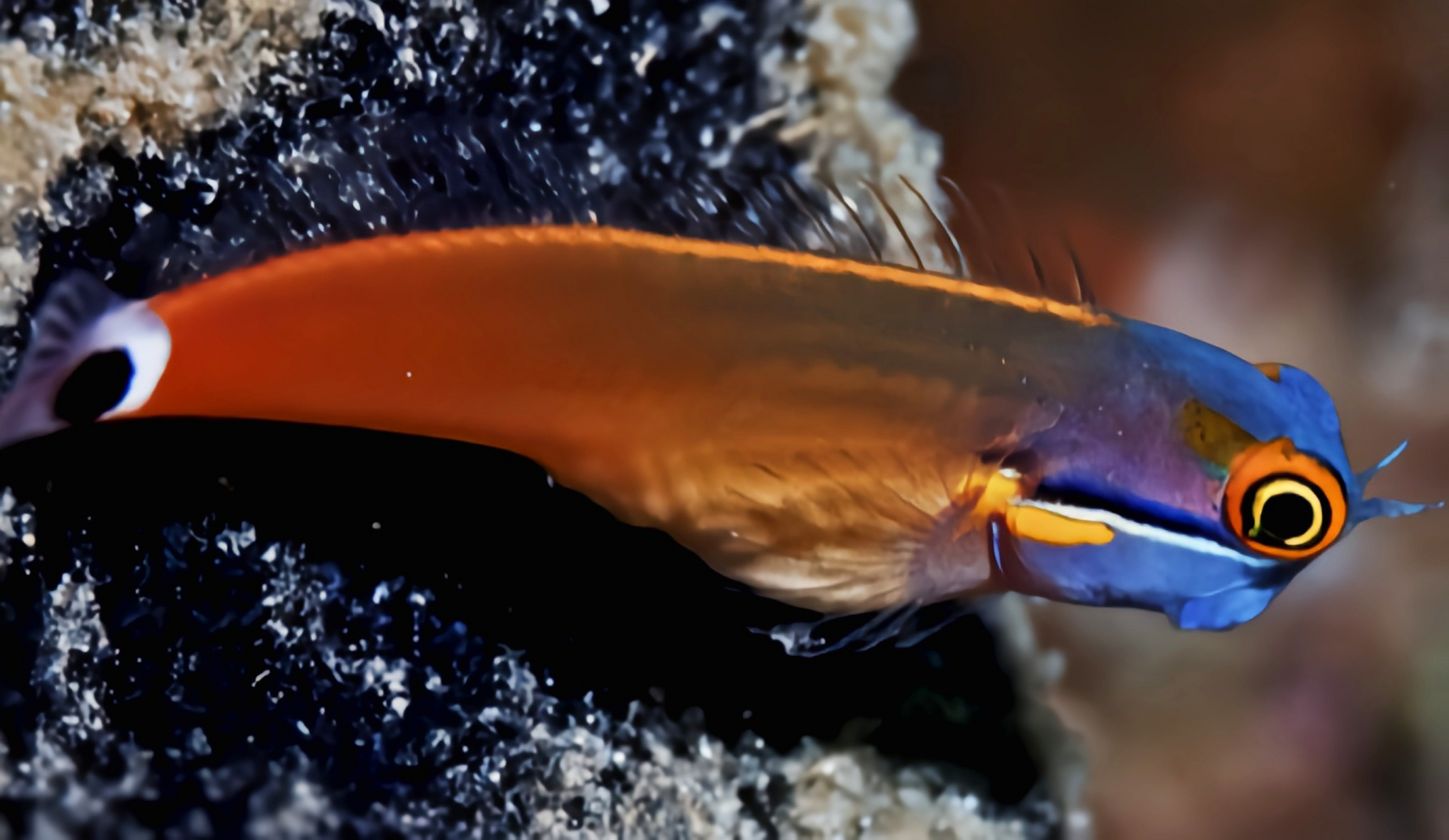 每天认识一种动物——小丑虾虎鱼 小丑虾虎鱼别名点斑犁齿鱼尉,原产于