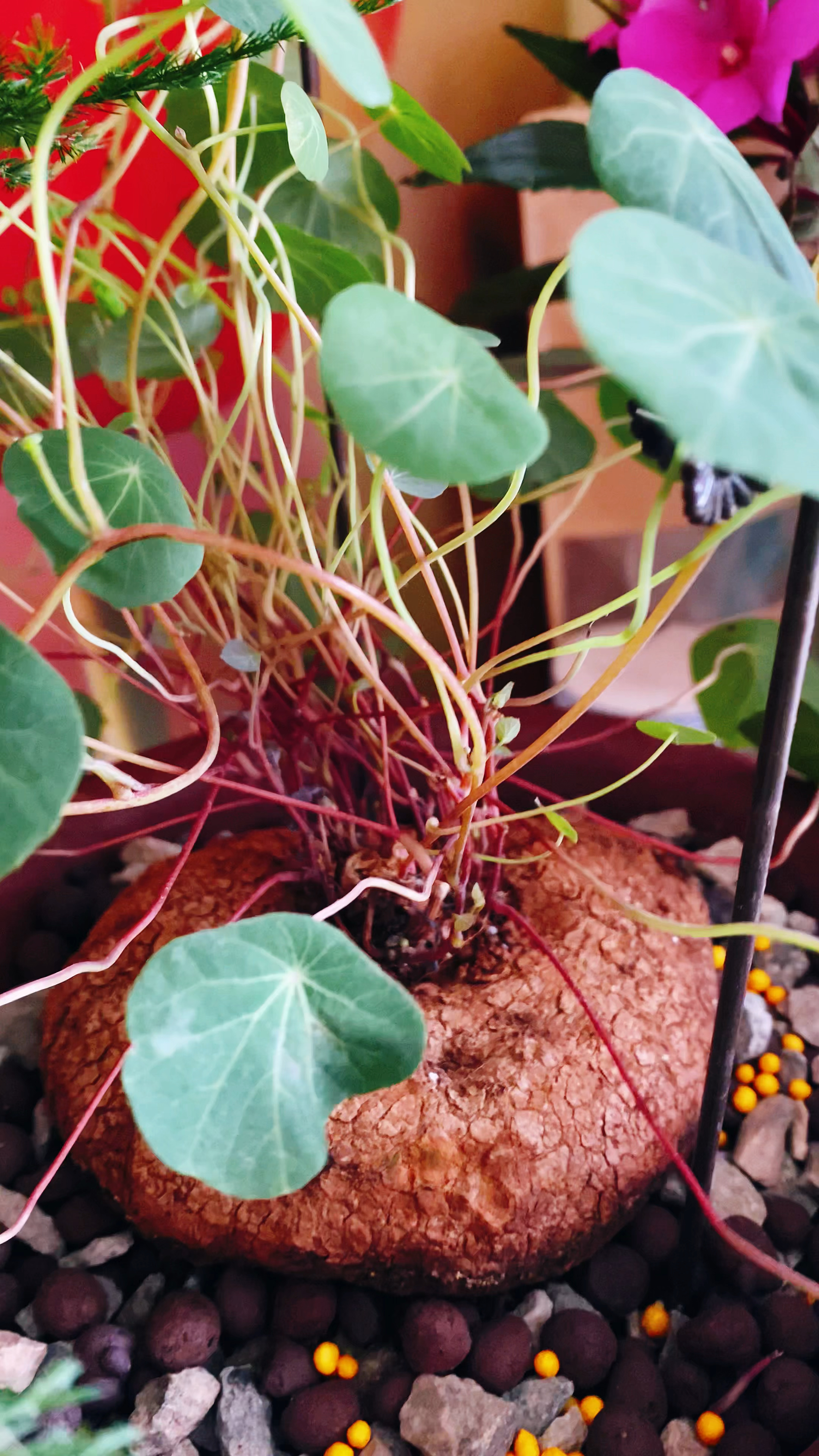 山乌龟这样养殖藤条越长越长