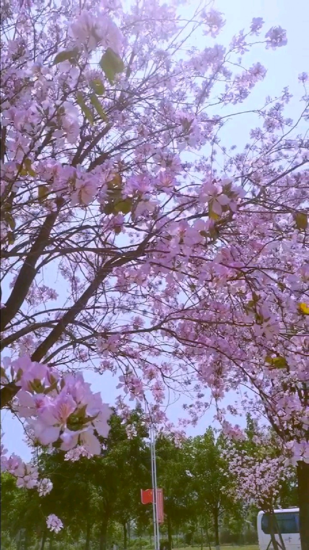 这一路,繁花似锦