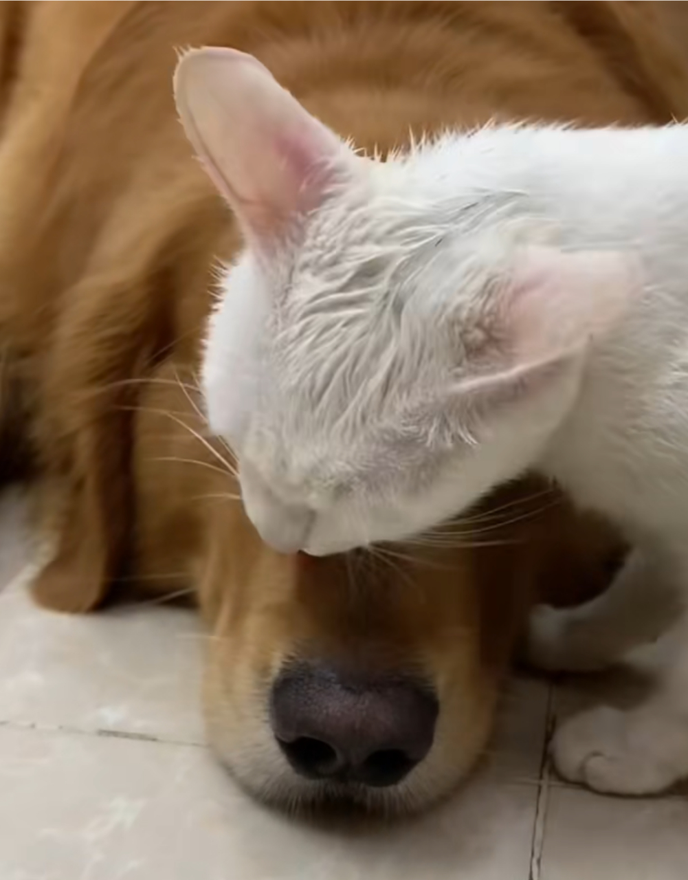 狗子和猫咪互舔毛发,看得出来,猫咪很享受![偷笑]#狗狗# #猫咪