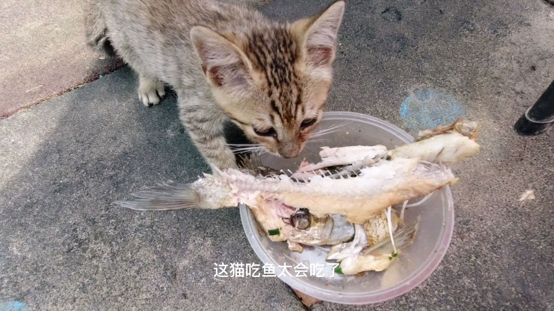 小猫吃鱼不优雅,大口啃得啪滋响,太喜欢了
