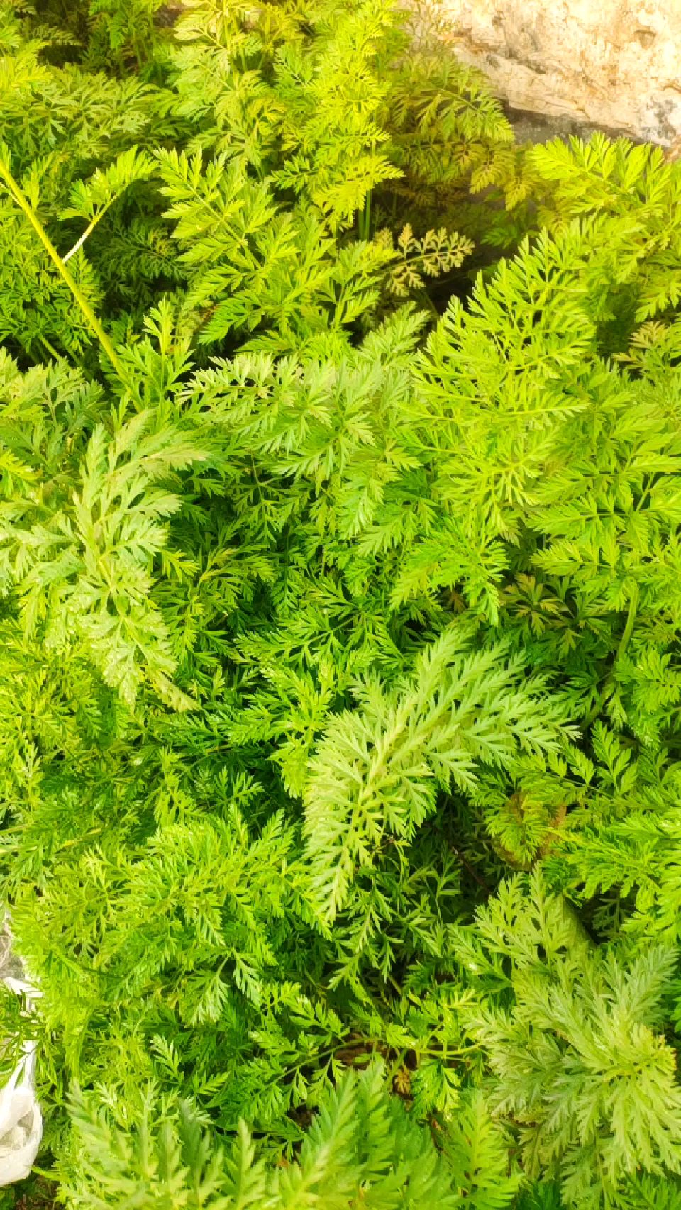 这是茂盛的红萝卜秧,下面不知道长的萝卜咋样.希望又粗又长又鲜亮.