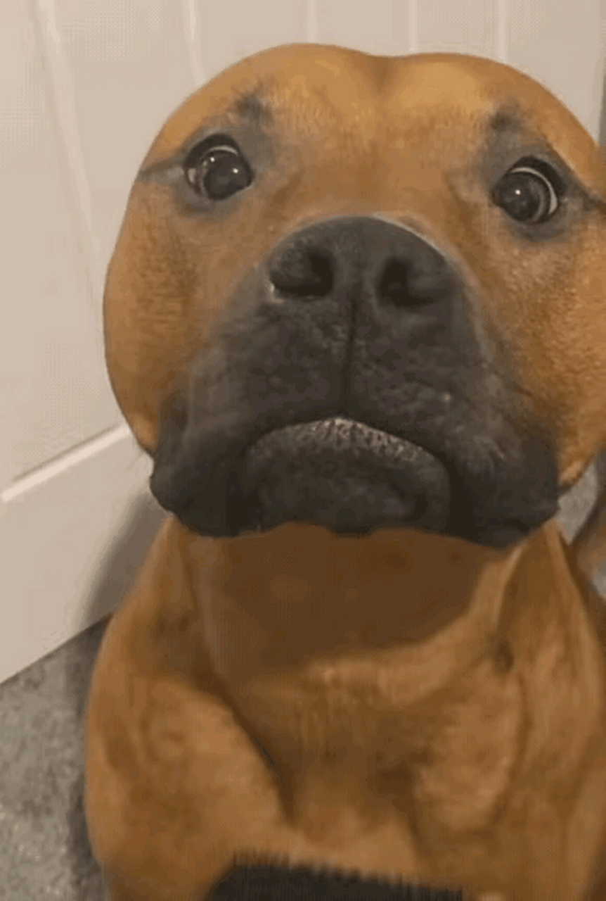 国字脸大头狗 #搞笑# #宠物