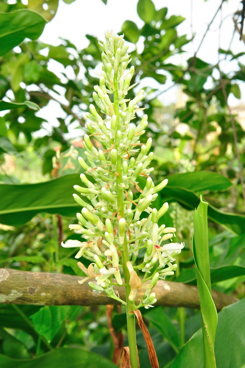 野花分享:朴实无华的山姜花也很清雅