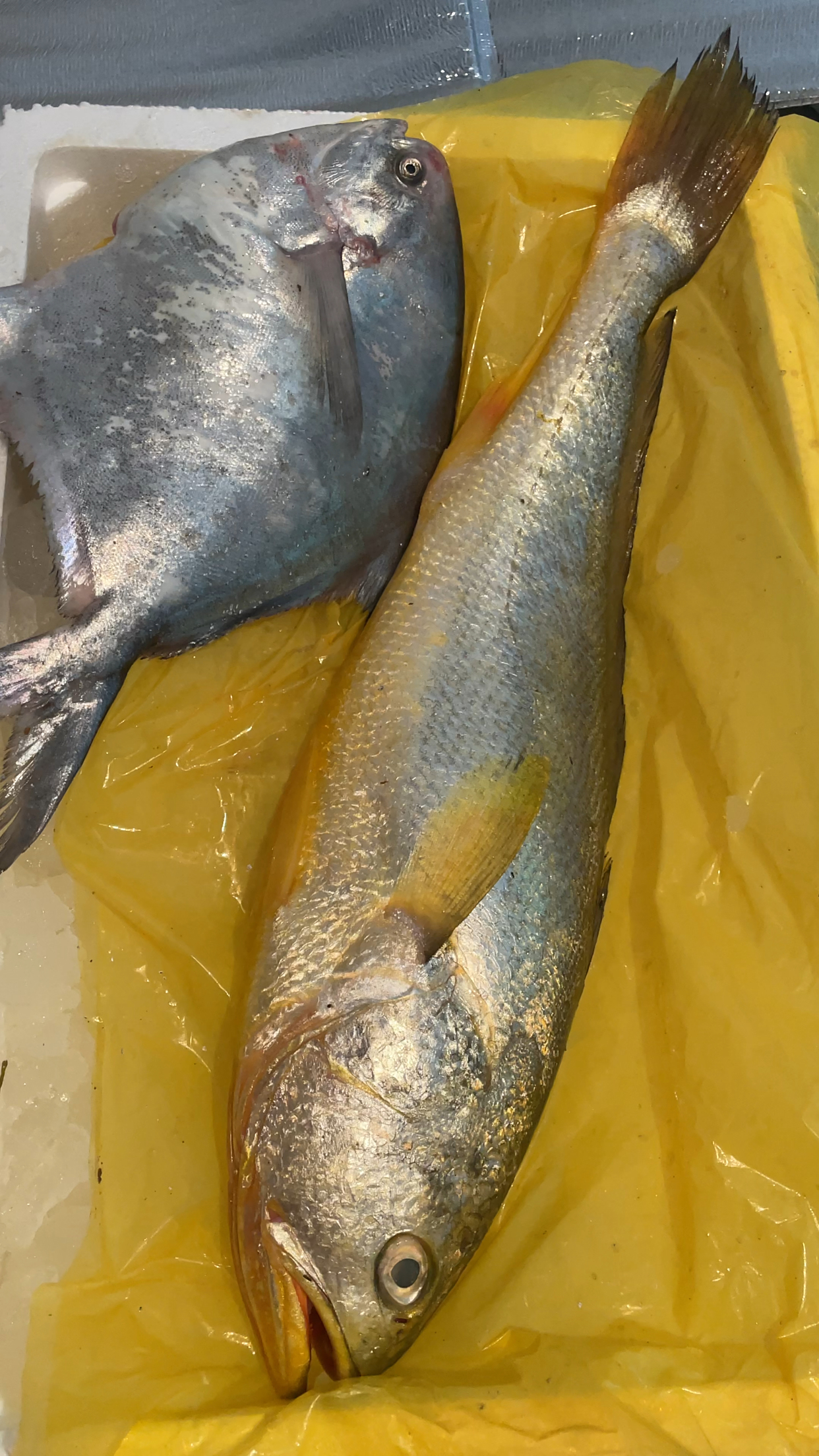 顶级野生大黄鱼,大鲳鱼 餐桌上的硬菜.