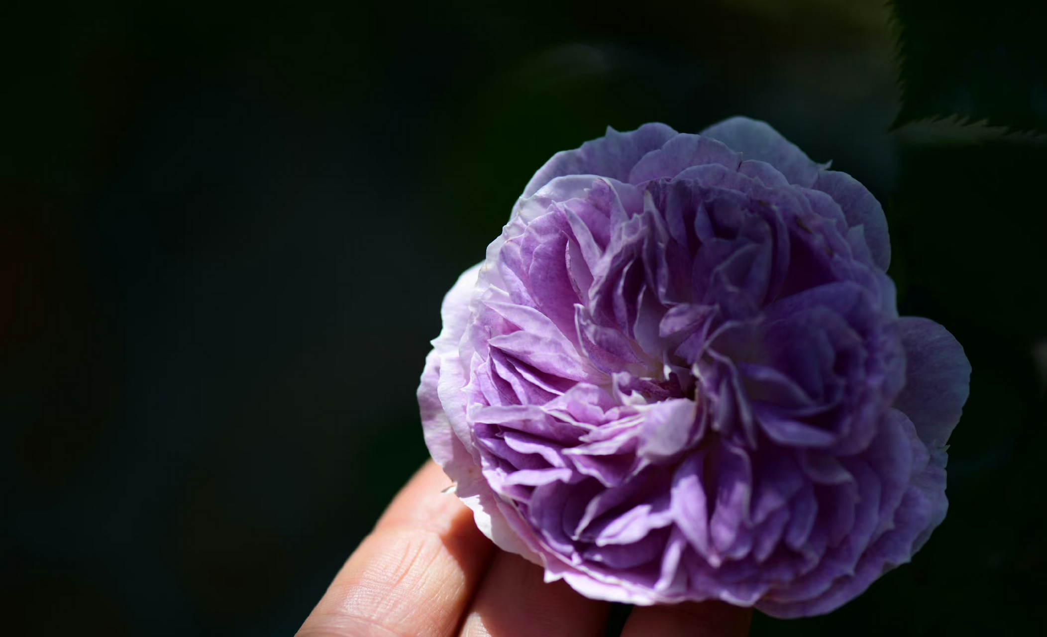 月季~蓝月石,香味真的超级好闻