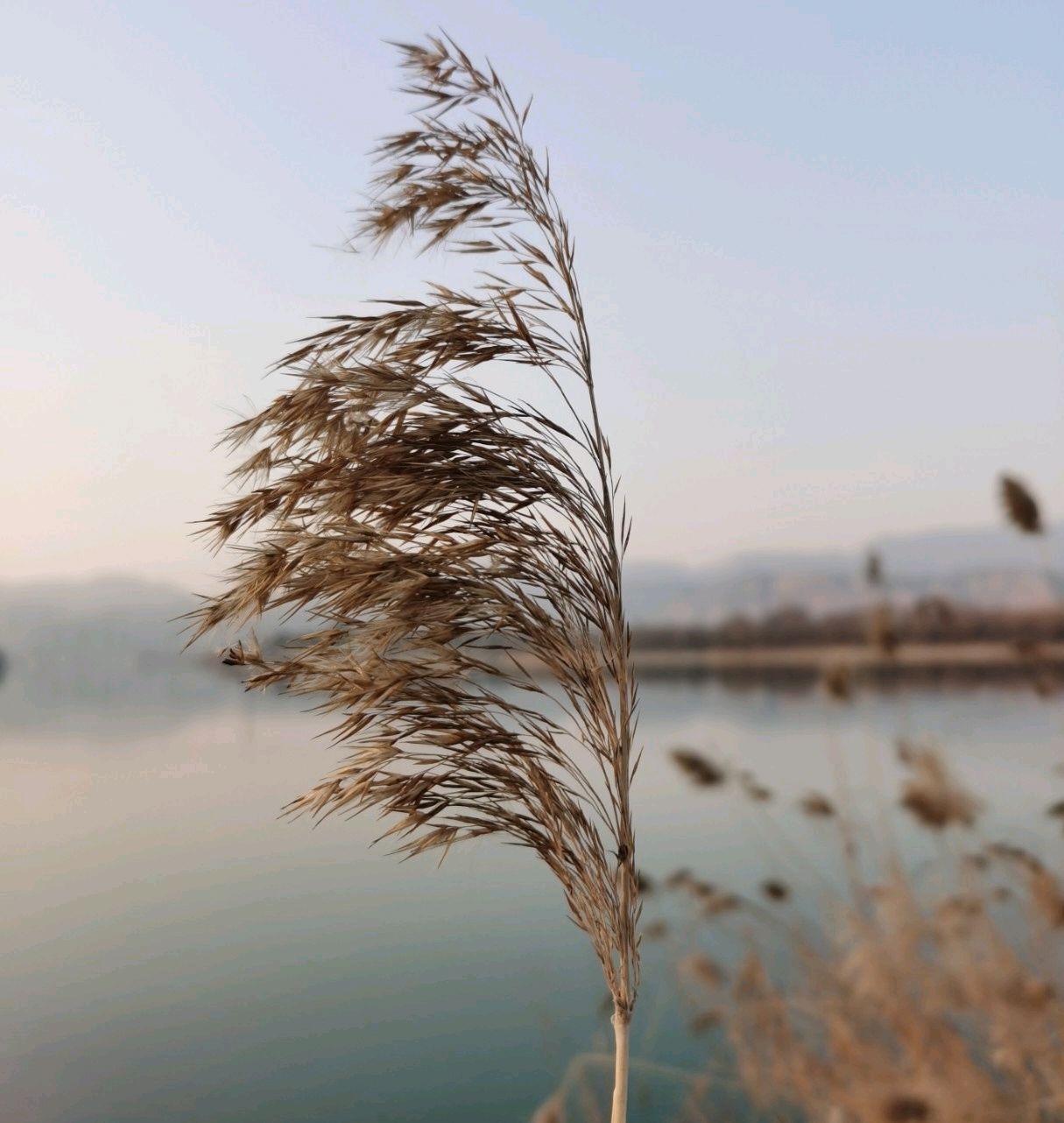 一根救命稻草图片