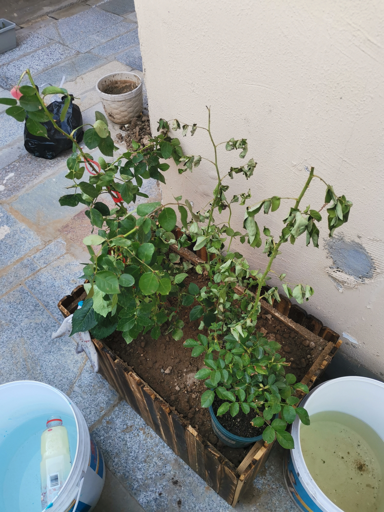 种下两个半月的佛罗伦蒂娜的长势