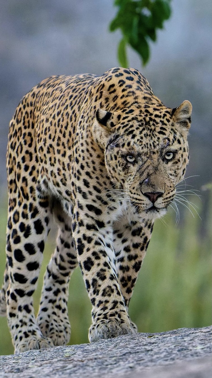 花豹在一次和狮子的偶遇中险些丧命,狮子深深的抓痕印留在了花豹的