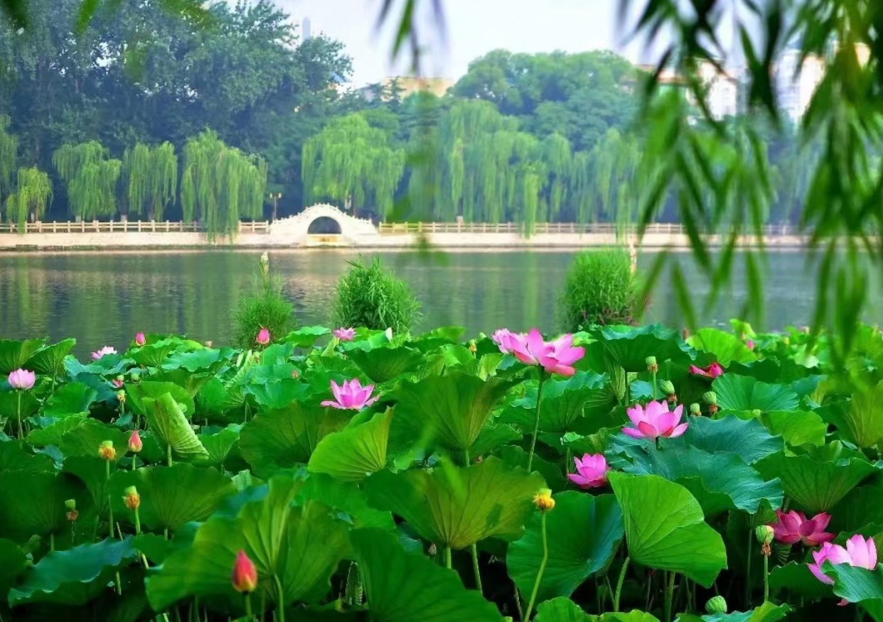 大明湖景点介绍:济南历史与自然的精华之地