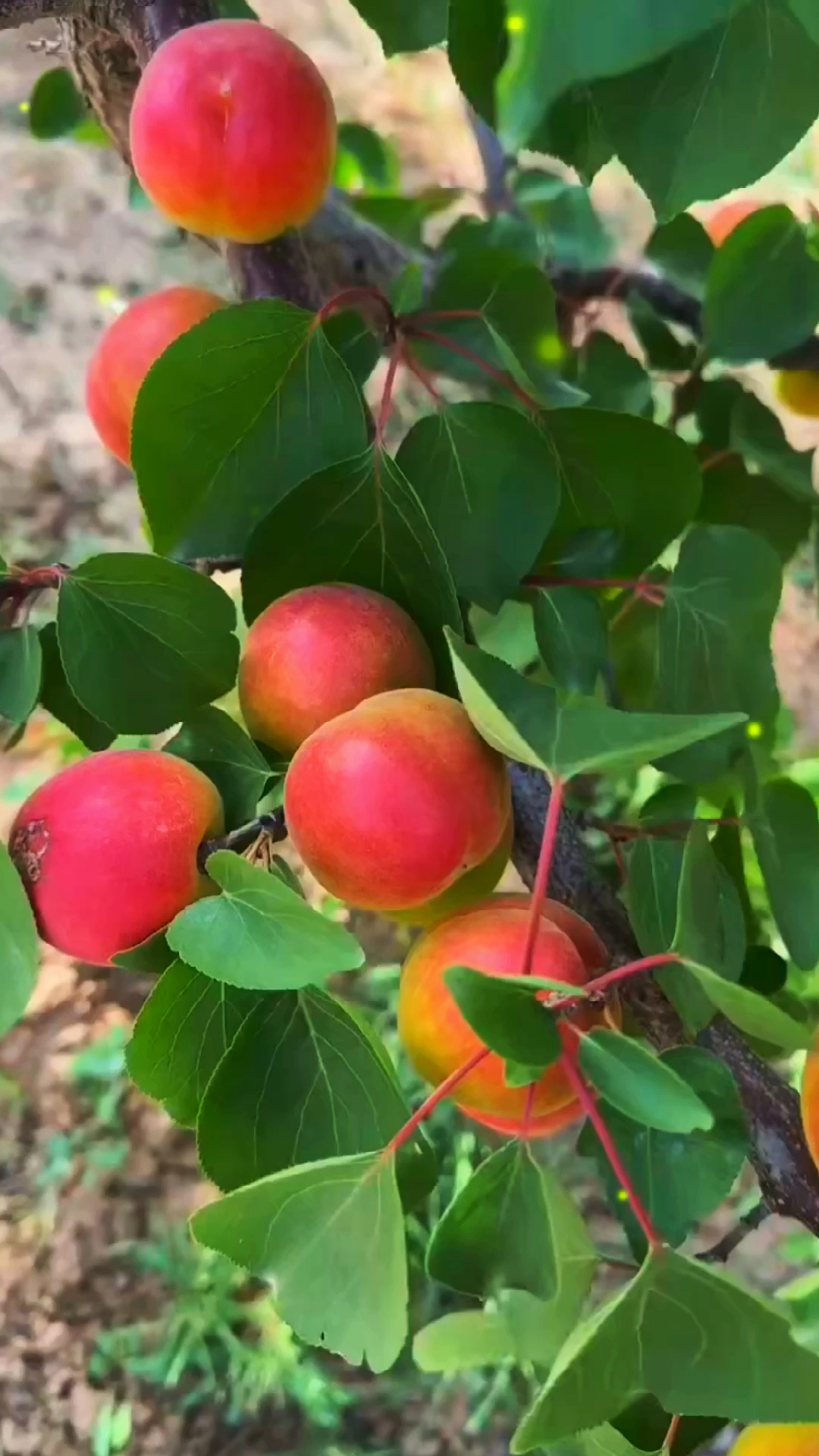 陕西胭脂贵妃丰源红杏成熟了