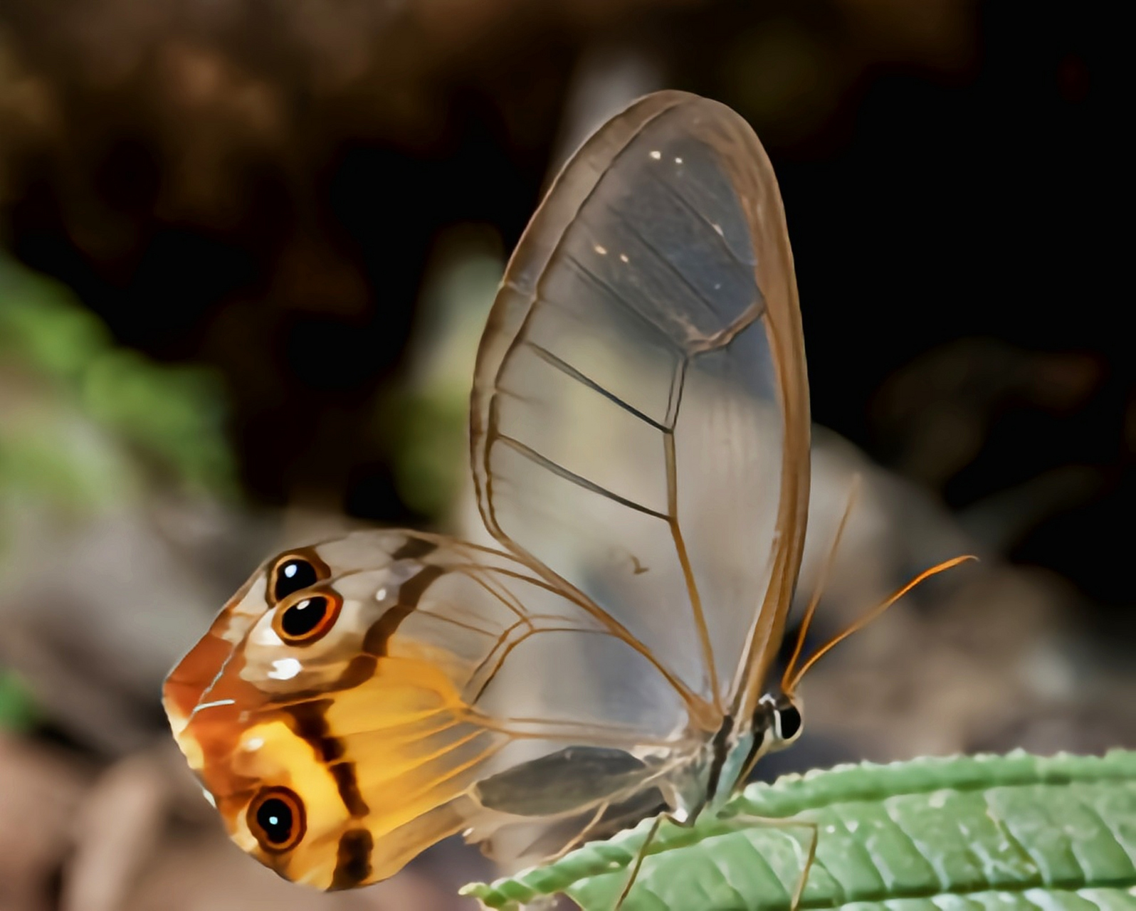 每天认识一种昆虫——黄晶眼蝶 黄晶眼蝶分布于南美洲委内瑞拉