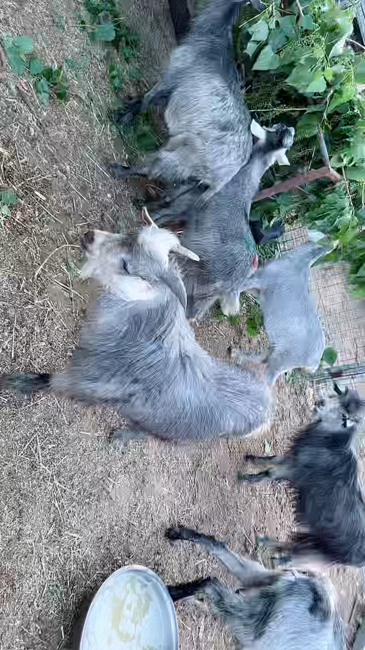 国宝青山羊青山羊