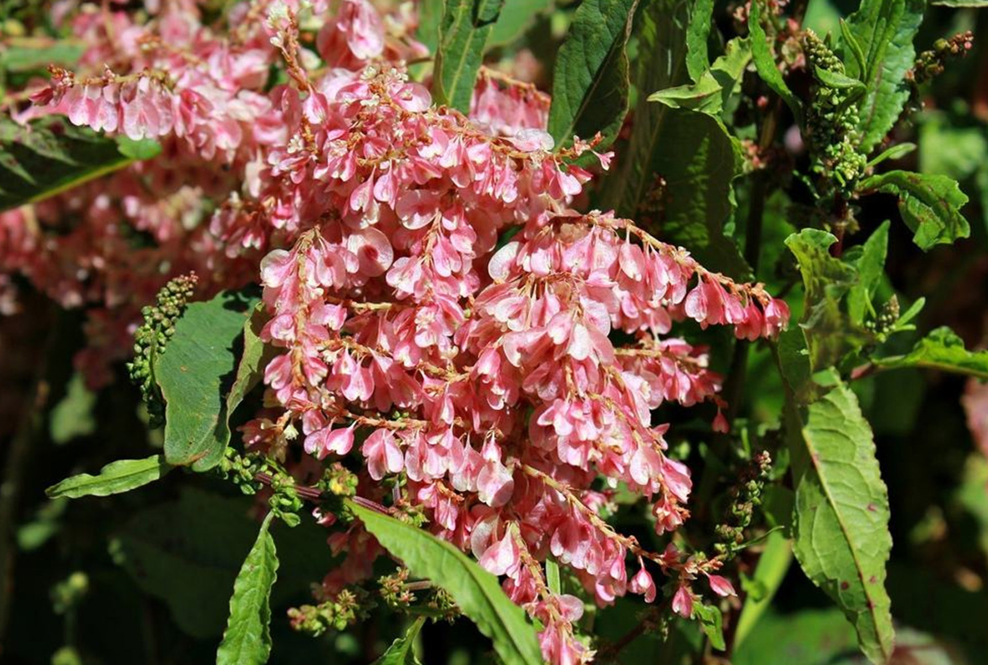 俗称酸筒杆,农村老一辈叫它"咳嗽克星",曾经遍地是,如今珍贵