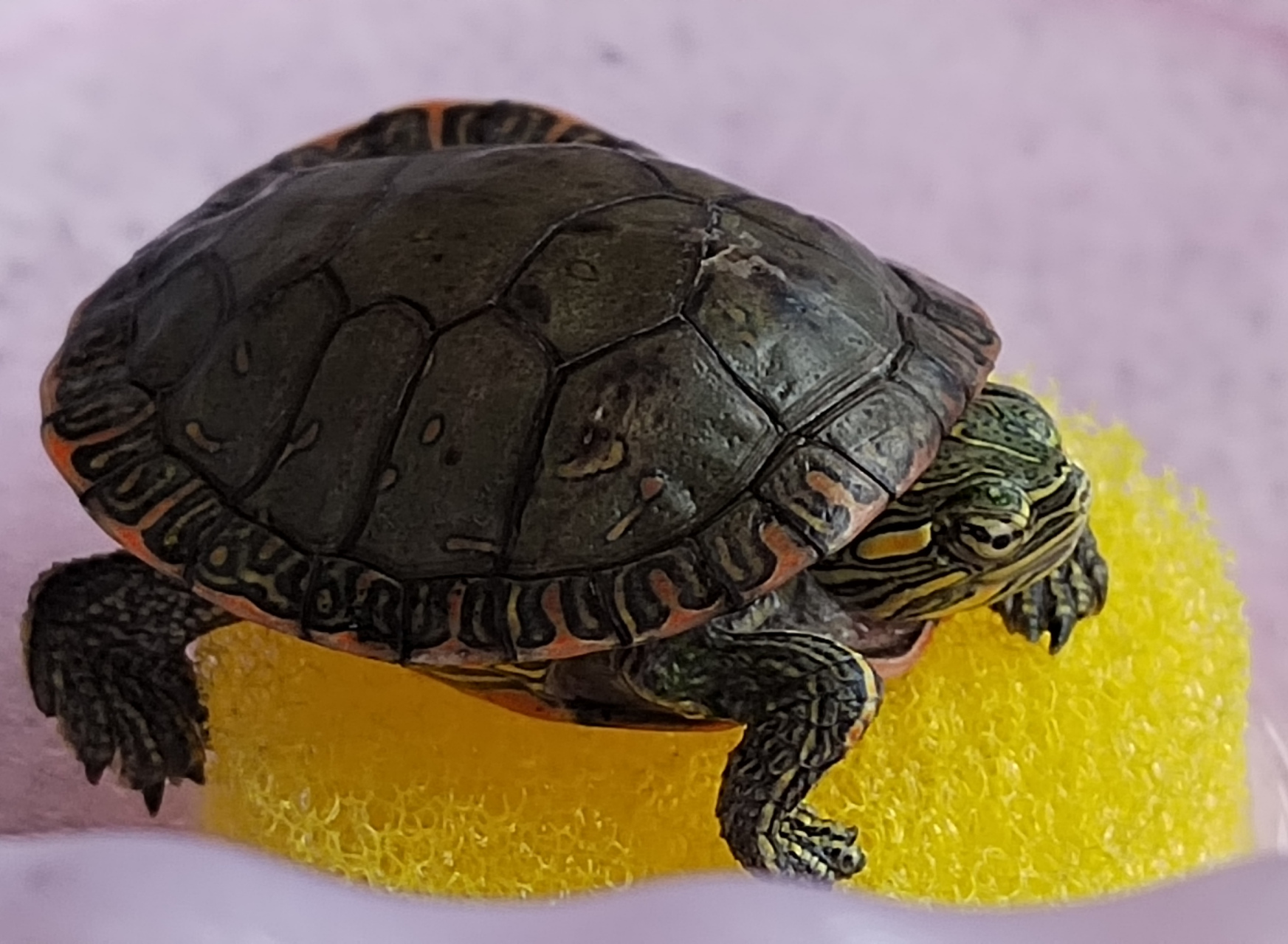 西锦龟的生活习性很强 西锦龟对多种栖息环境的适应性都很强,野生的锦