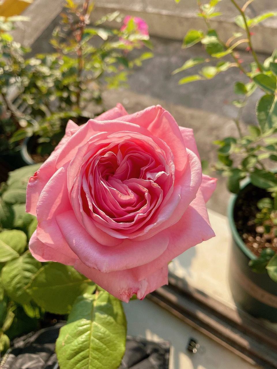 月季花—粉哈娜.