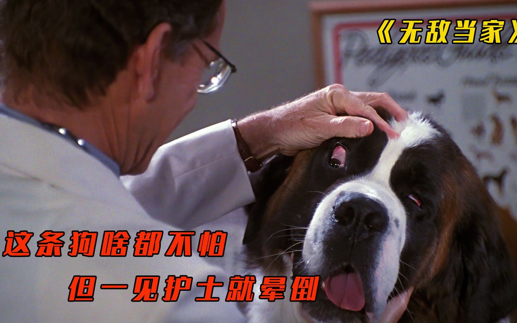 没见过这么搞笑的狗，见到医生就晕倒《无敌当家》