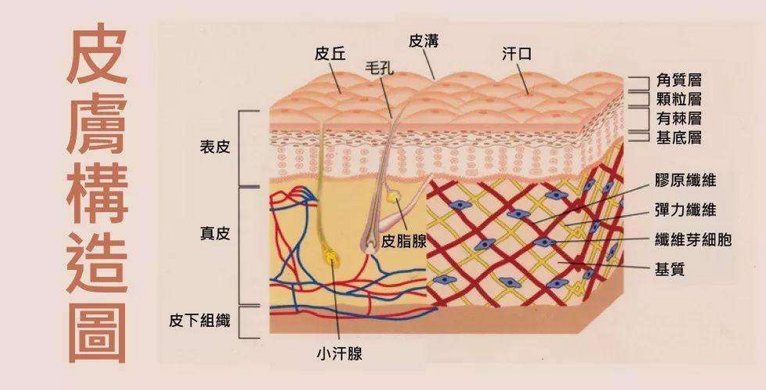 表皮 皮肤最外侧的一层,平均厚度仅为0.2mm.