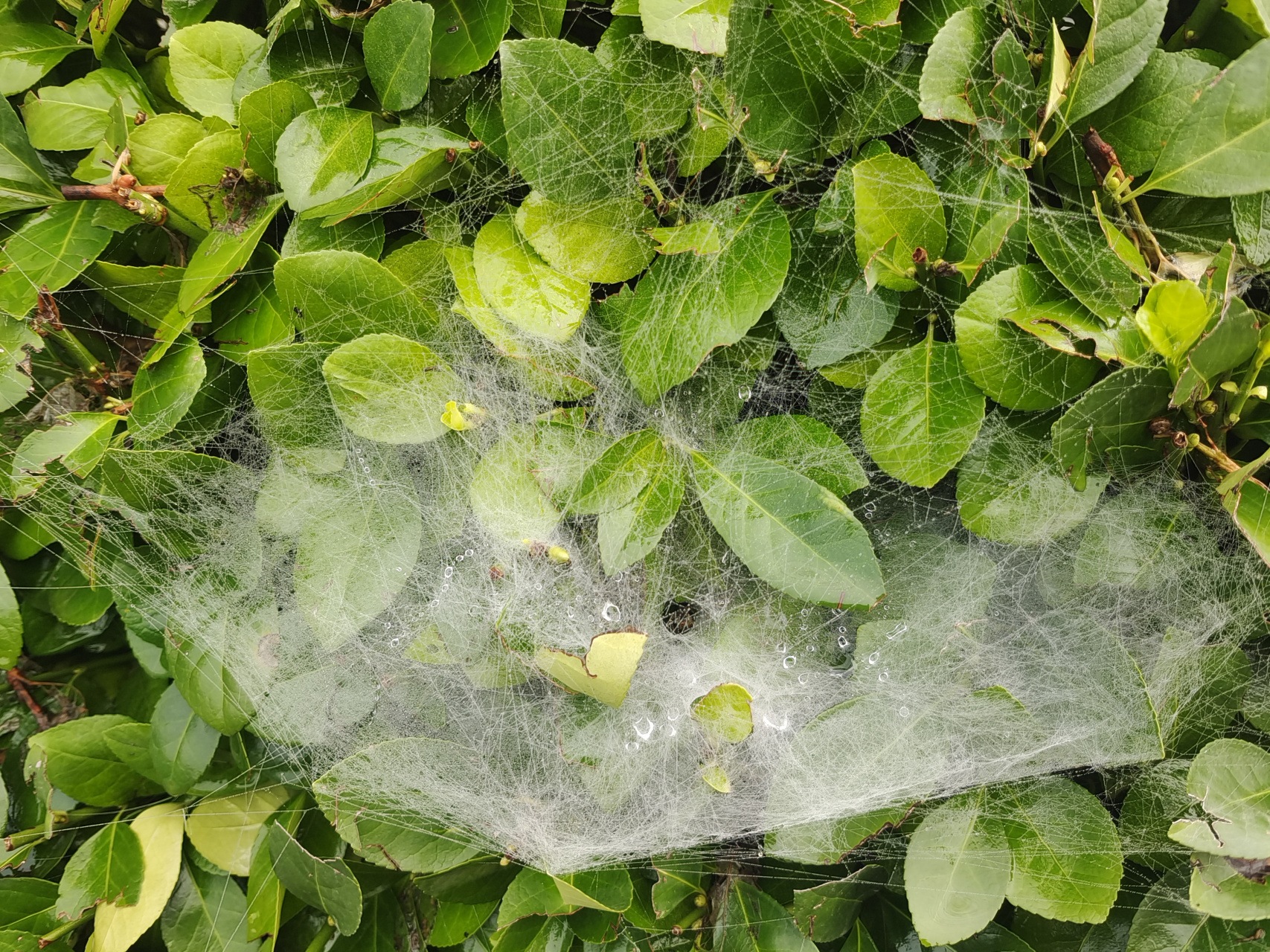 蜘蛛的帐篷和吊床 雨后的冬青丛中,红薯叶子上,蜘蛛大师的杰作清晰
