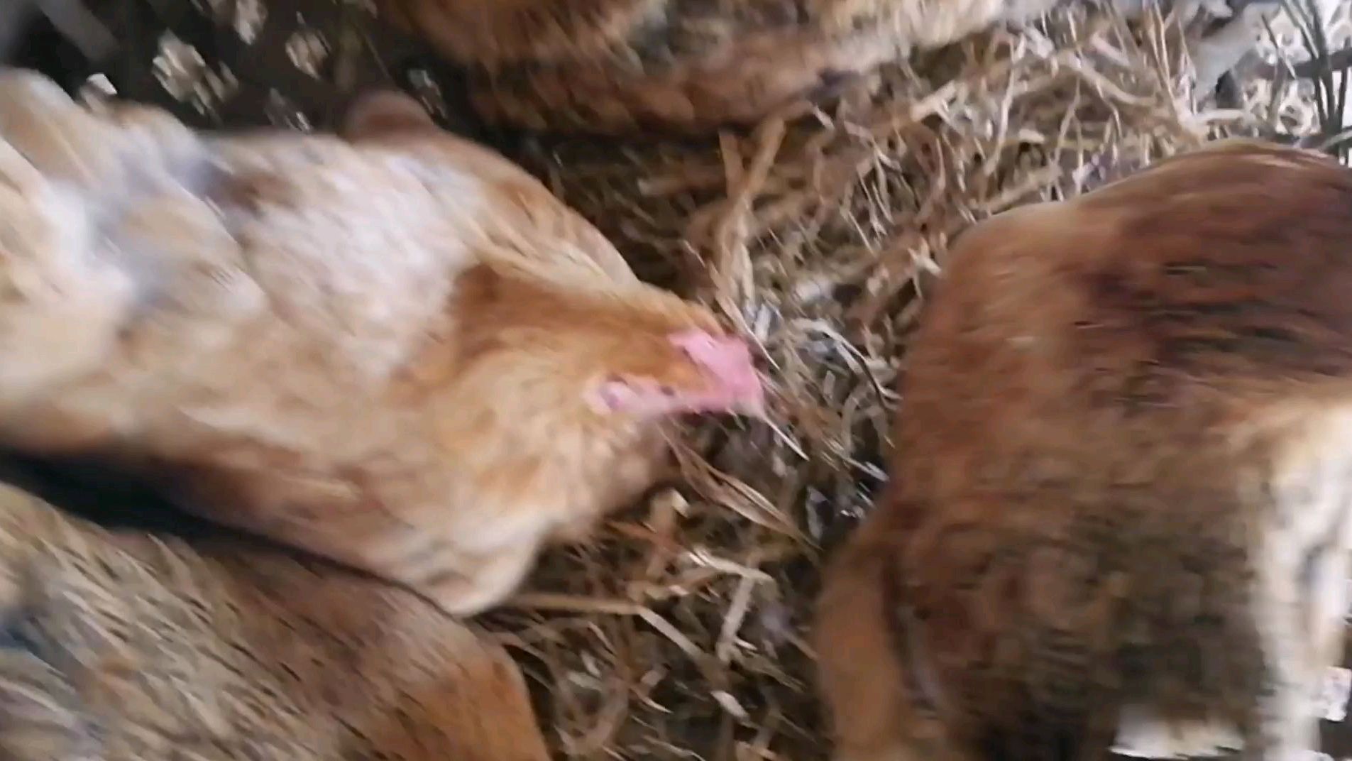 今年养殖行情最差的一年玉米一天一个价,鸡却不好销