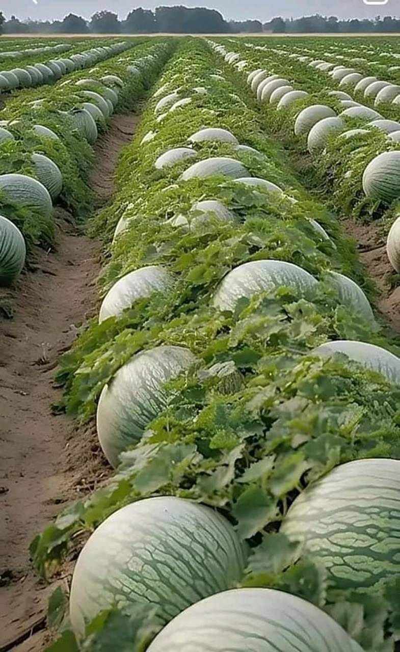 刚看了一篇关于以色列农业的文章,以色列面积只有欧洲的五百分之一