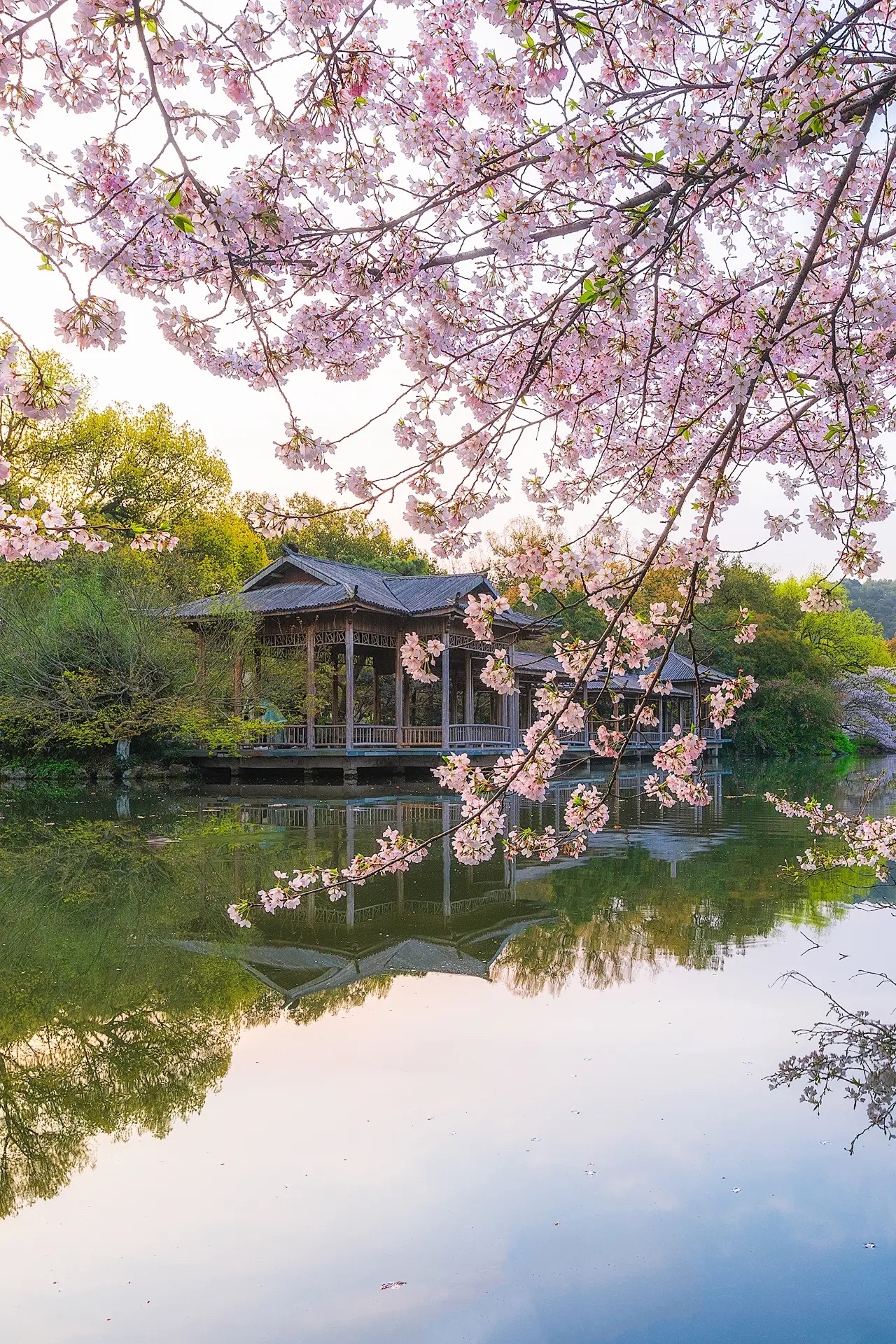 9张图!告诉你杭州西湖的春天有多美丽!