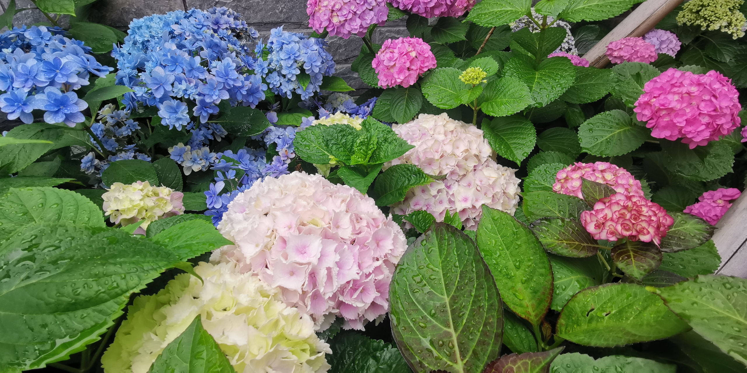 园艺# 绣球篇:品种名称魔幻海洋,花朵巨大,又是一款自带仙气的绣球花