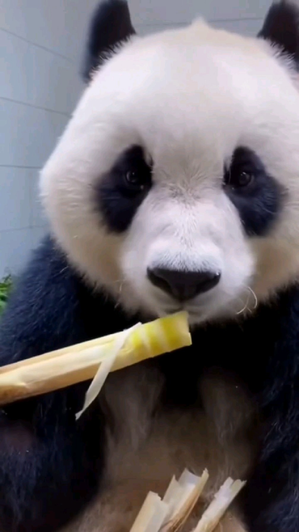 大熊猫吃着脆嫩的小竹笋