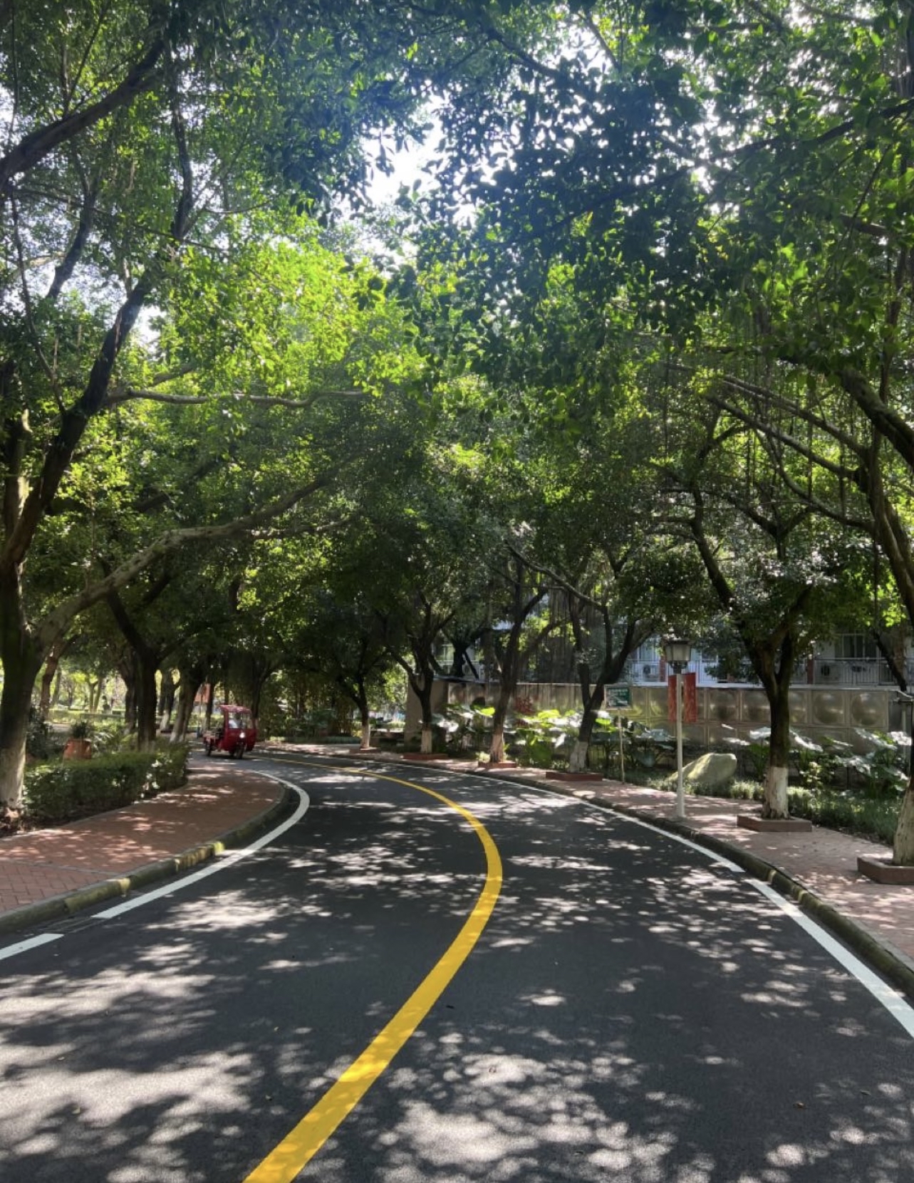 文传学院里的林荫道你都走遍了么听说每个校园里都有这样的林荫道慵懒