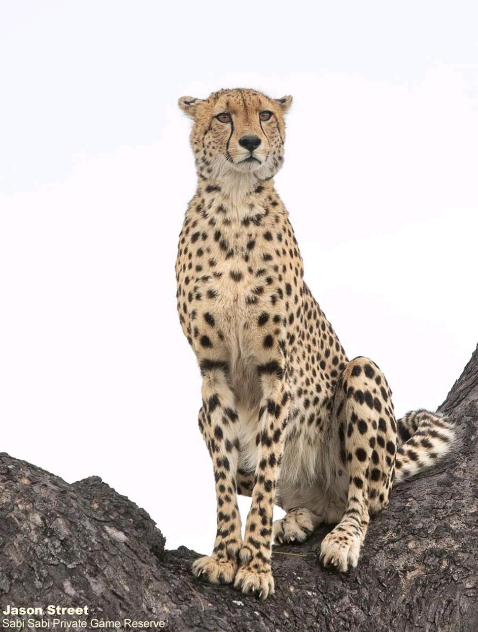 一只猎豹站在高高的树上,这是极其罕见的画面,我们都知道猎豹是不会