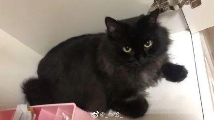 黑猫男友的疼爱方式