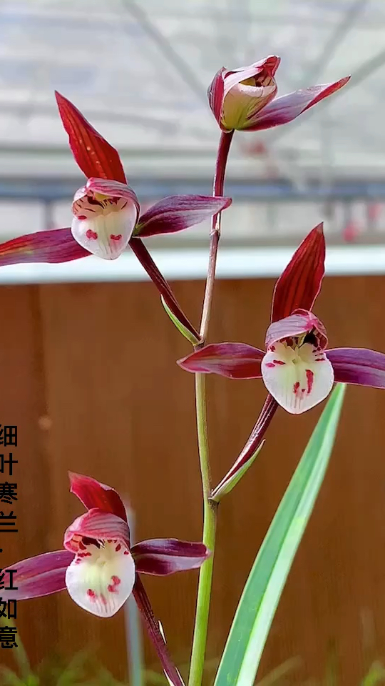 细叶寒兰红如意