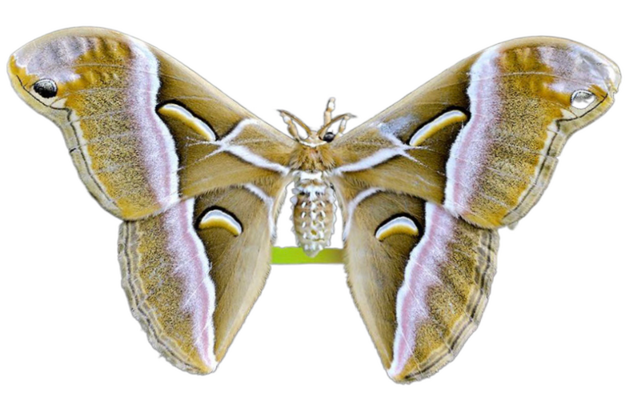 每天认识一种昆虫——眉纹天蚕蛾 眉纹天蚕蛾是天蚕蛾科樗蚕蛾属昆虫.