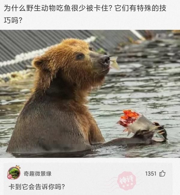 搞笑圖片:為什麼野生動物吃魚很少被卡住?它們有特殊的技巧嗎?