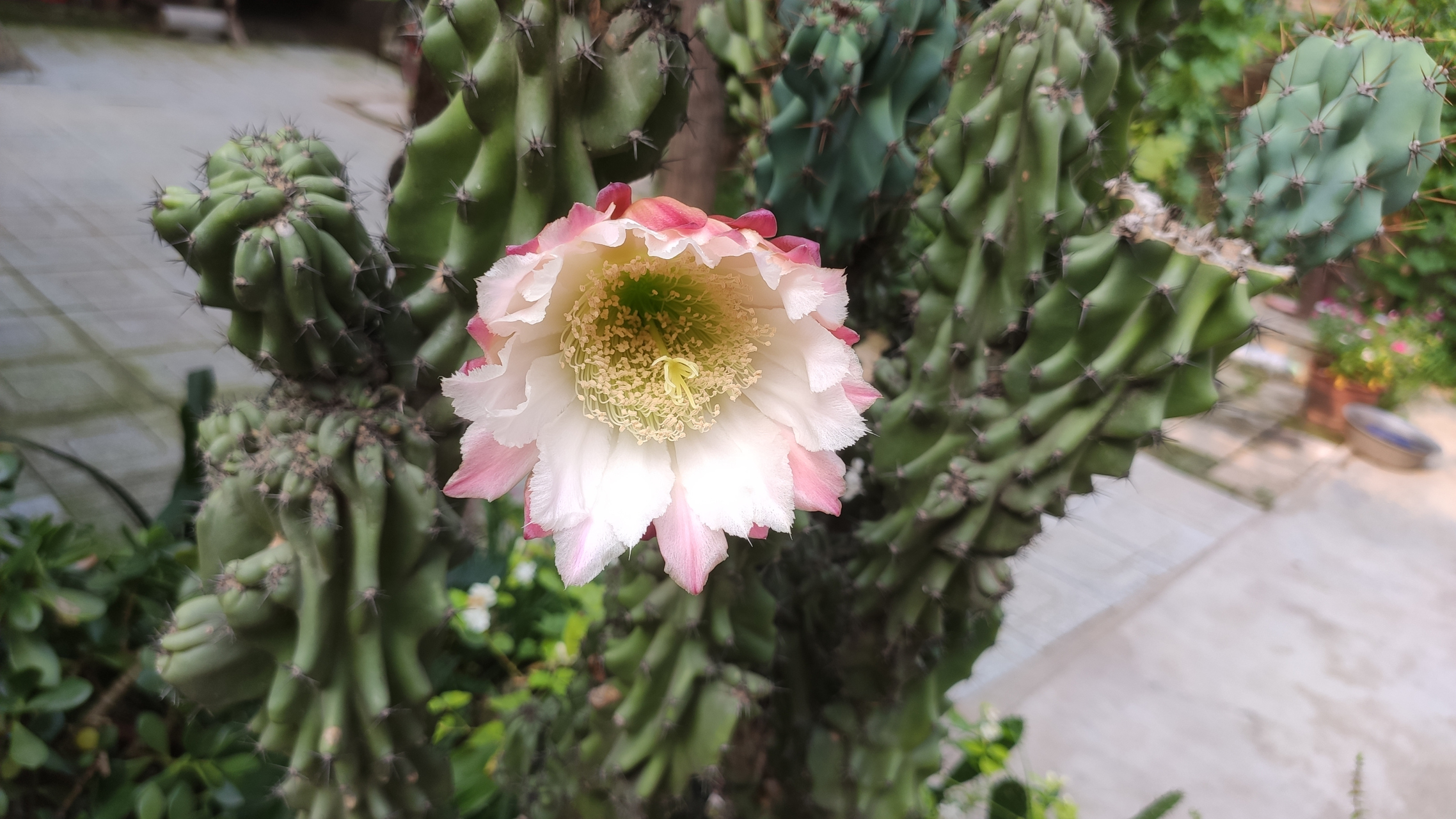 山影拳属于仙人掌科,形状好像山影一样,又像突兀的石头,在容姐看来