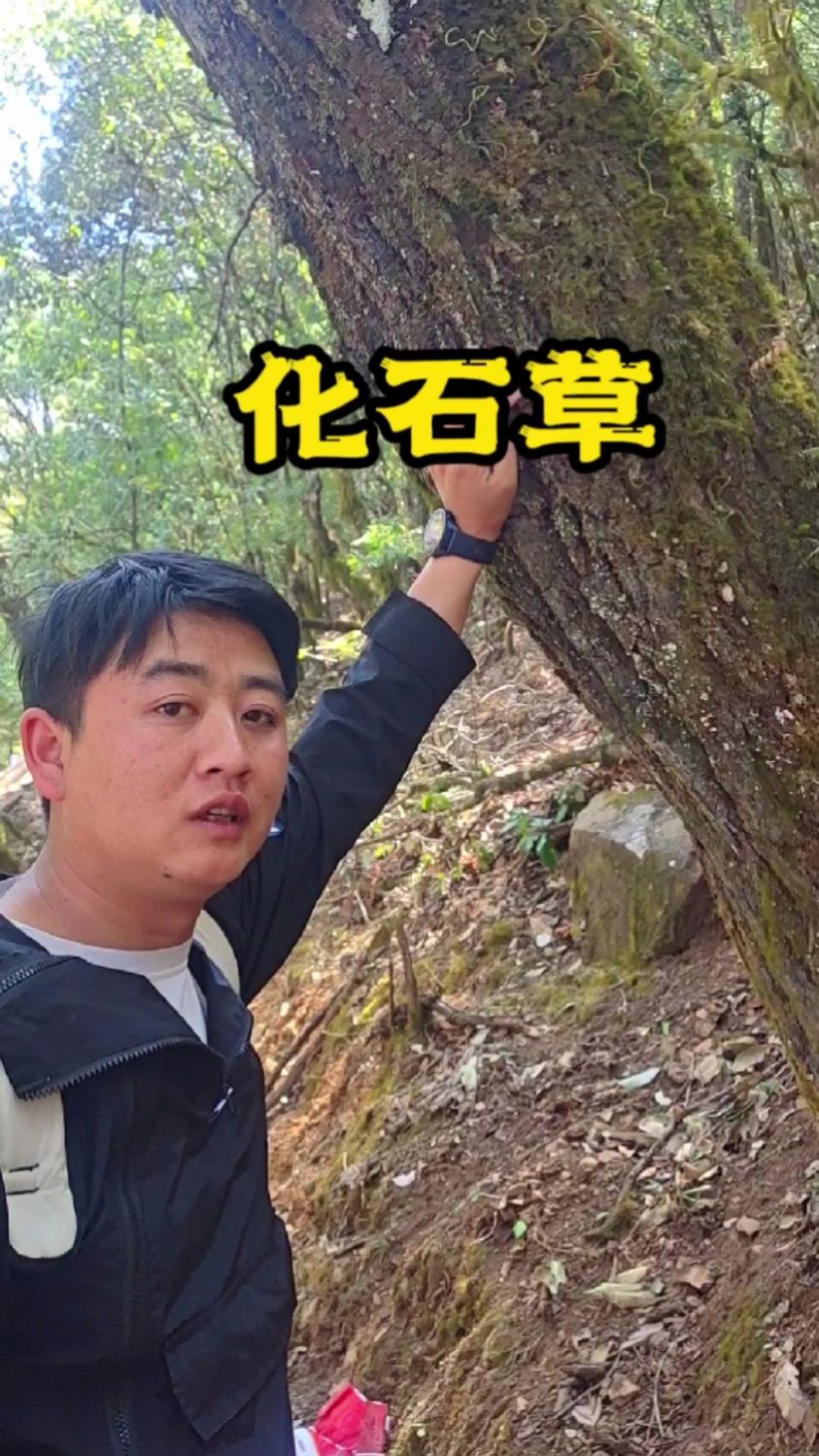 化石草,你见过吗?你知道有啥用不?