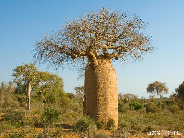 神奇的面包树,非洲人靠它养活家庭,果实的口感和面包一模一样