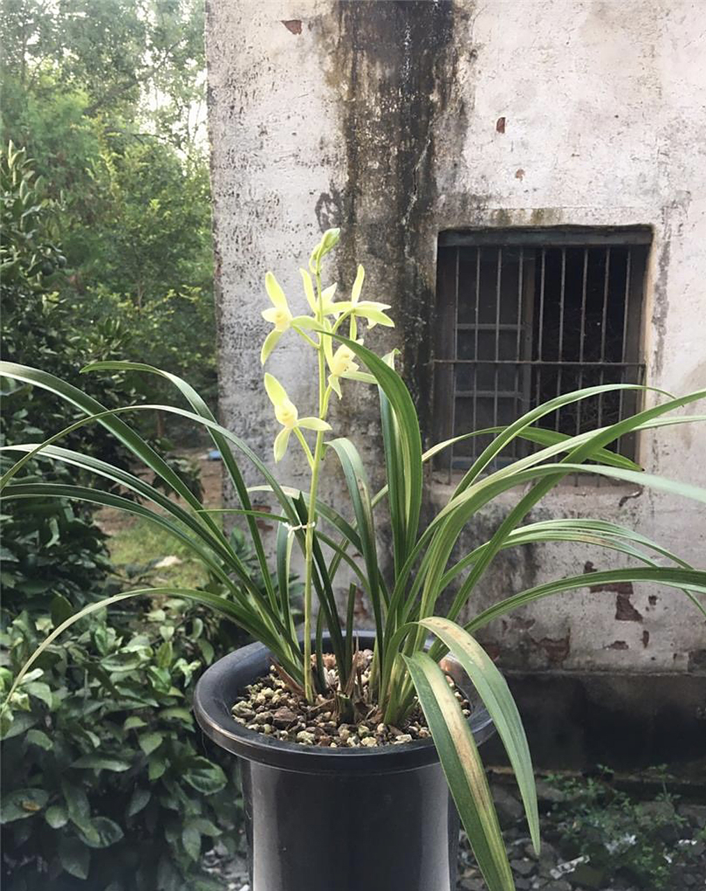 龙岩素兰花,是建兰中的传统铭品,也是国内兰花爱好者最爱的兰花之一.