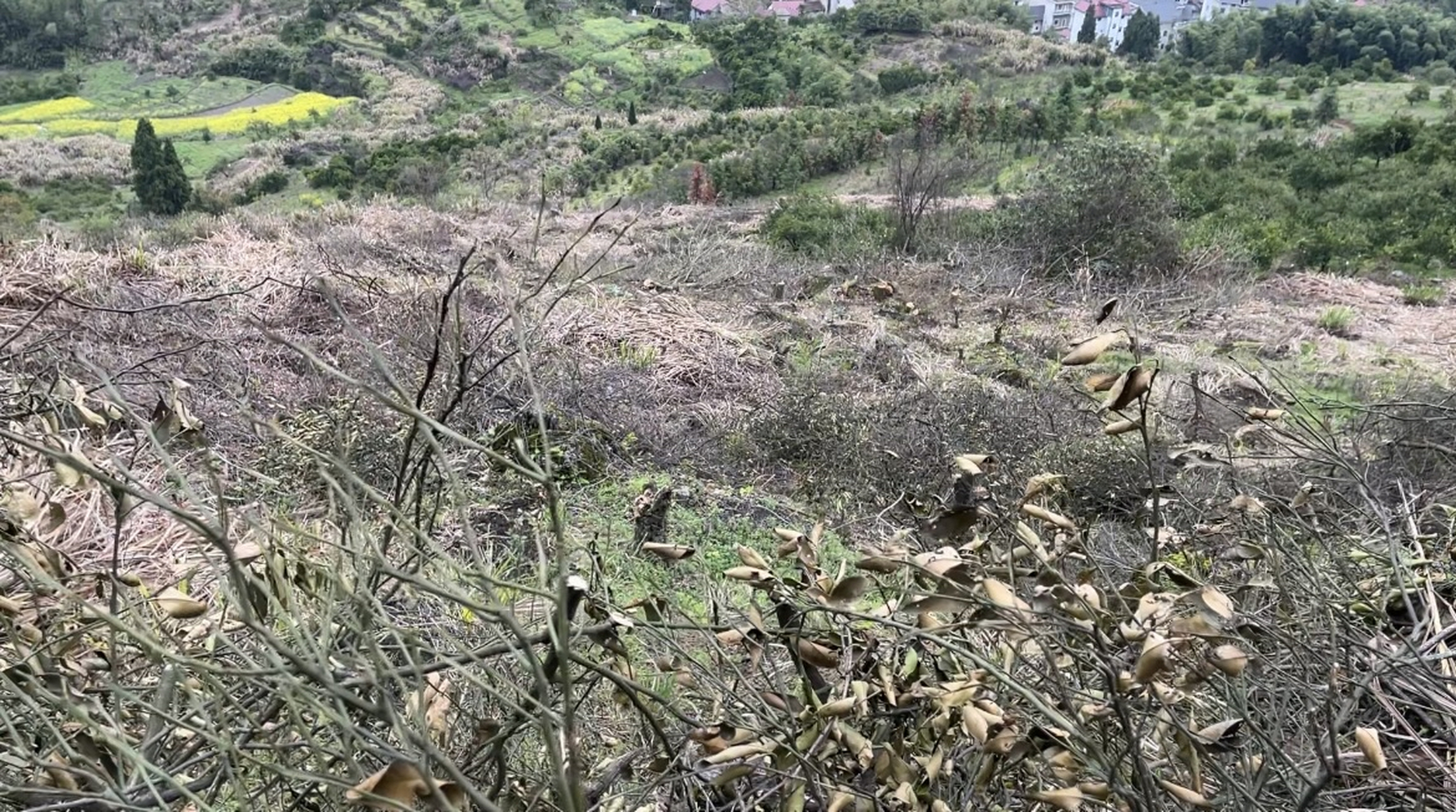 近年来,农村荒地越来越多,这是为什么呢?