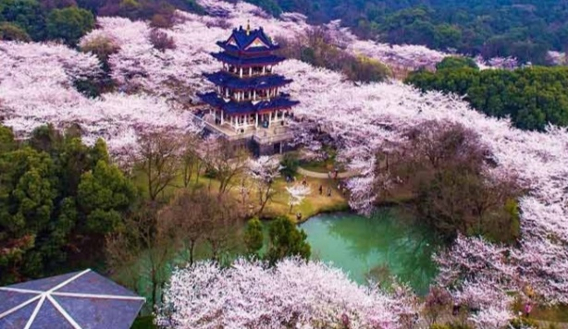鼋头渚的樱花谷堪称国内最美的樱花之地,是"世界三大樱花胜地"之一